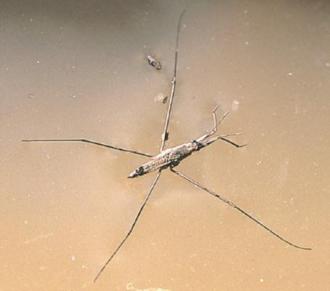 Water-striders