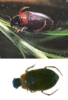 f. Family Hygrobiidae, Genus Hygrobia (screech beetle adults)