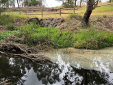 Floating yellow discharge from downstream pipe, draining new sports area adjacent to Nangak Tamboree.