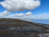 There was plenty of water in the lake but it was down by comparison with the February level. There has been an exceptionally dry March with recent rain, about 20mm, making little difference.  Birds. There were swans sparsely scattered across the whole nor