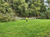 one of the many trees that fell during wild winds