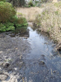 Griggs Creek upstream