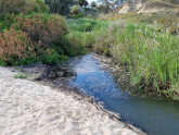 Griggs Creek upstream view