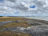 Very dry; water well down