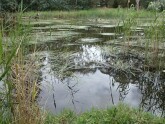 shows low water level at sample site