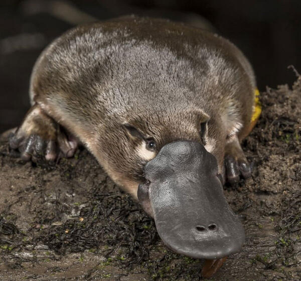 Platypus-930x560