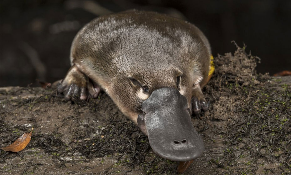 Platypus-930x560