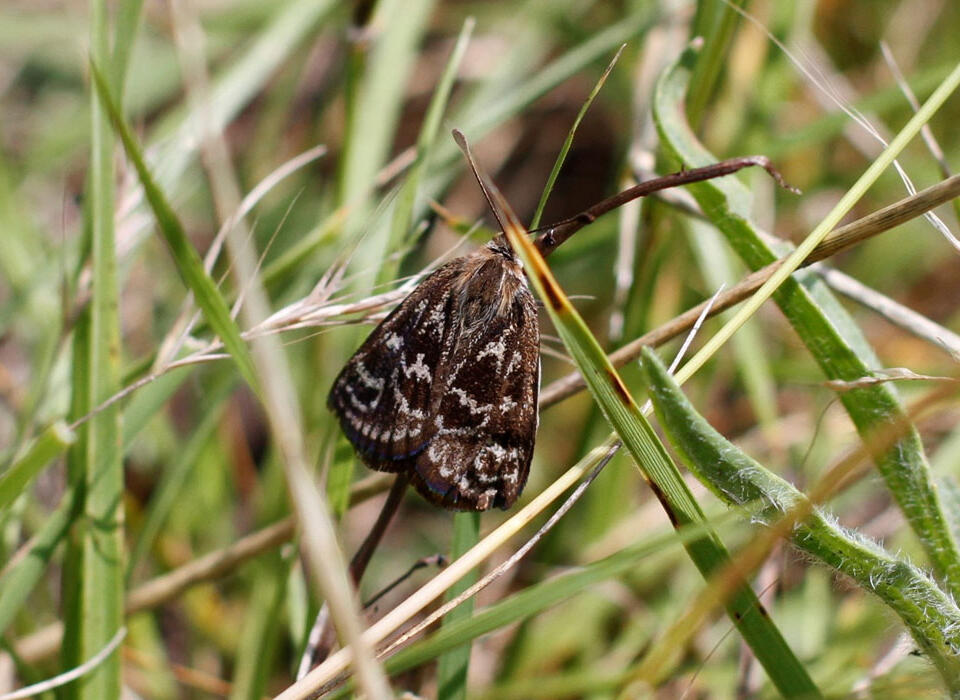 Golden Sun Moth