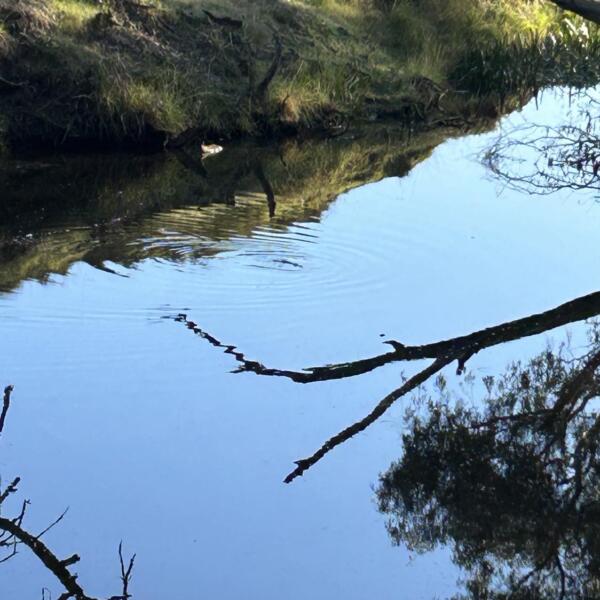 Ccma Platypus Morrabool